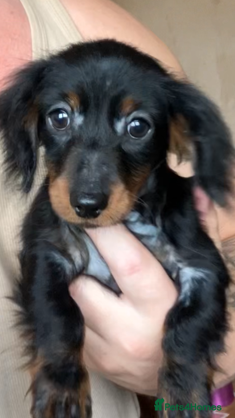 Miniature Dachshund dogs 2 beautiful pups  - Advert 3