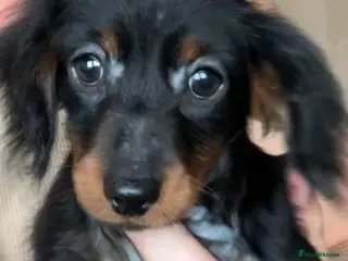 Miniature Dachshund dogs 2 beautiful pups - Advert 3