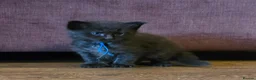 Maine Coon cats for sale: Stunning Maine Coons - Advert 9