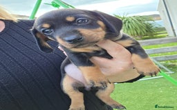 Miniature Dachshund dogs for sale: Miniature dachshund  - Image 5