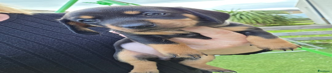 Miniature Dachshund Puppy 4