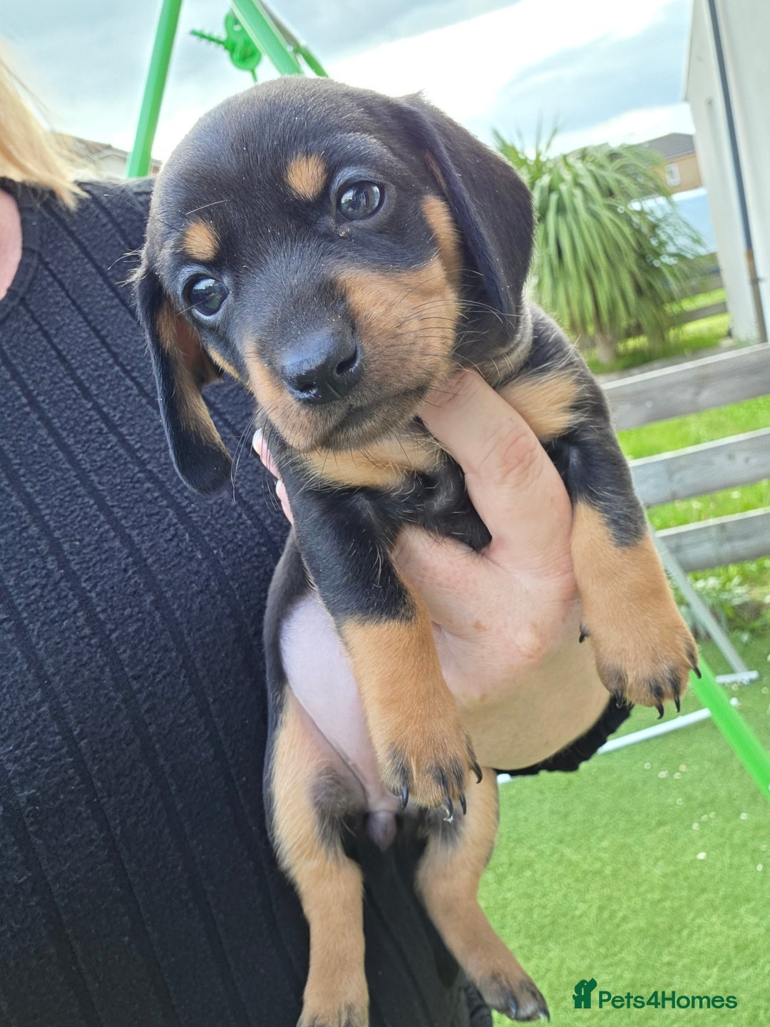 Miniature Dachshund dogs for sale: Miniature dachshund  - Image 5