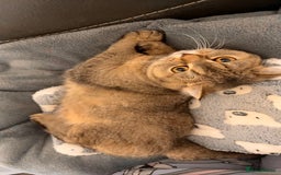 British Shorthair cats for sale: Female NY25 Golden Shaded British Shorthair Kitten in Birmingham - Image 6