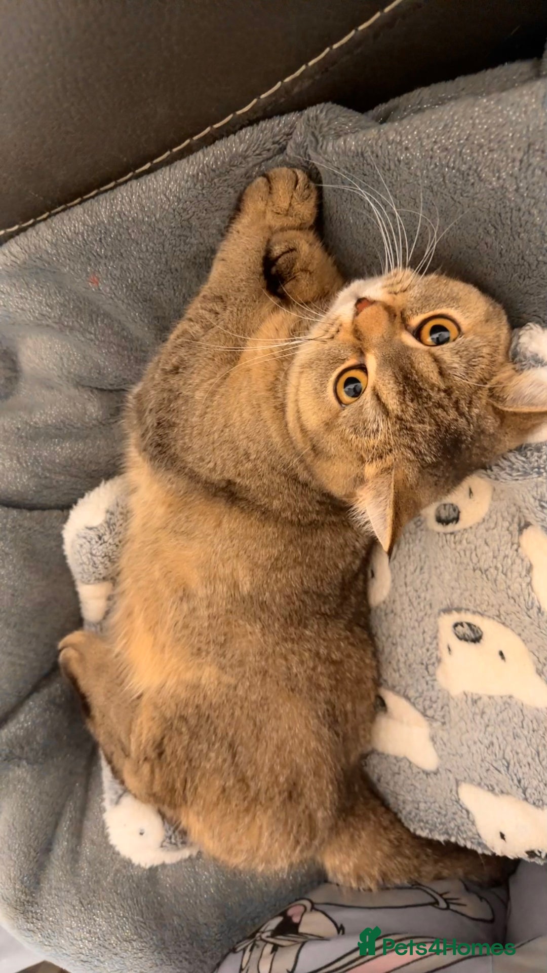 British Shorthair cats for sale: Female NY25 Golden Shaded British Shorthair Kitten in Birmingham - Image 6
