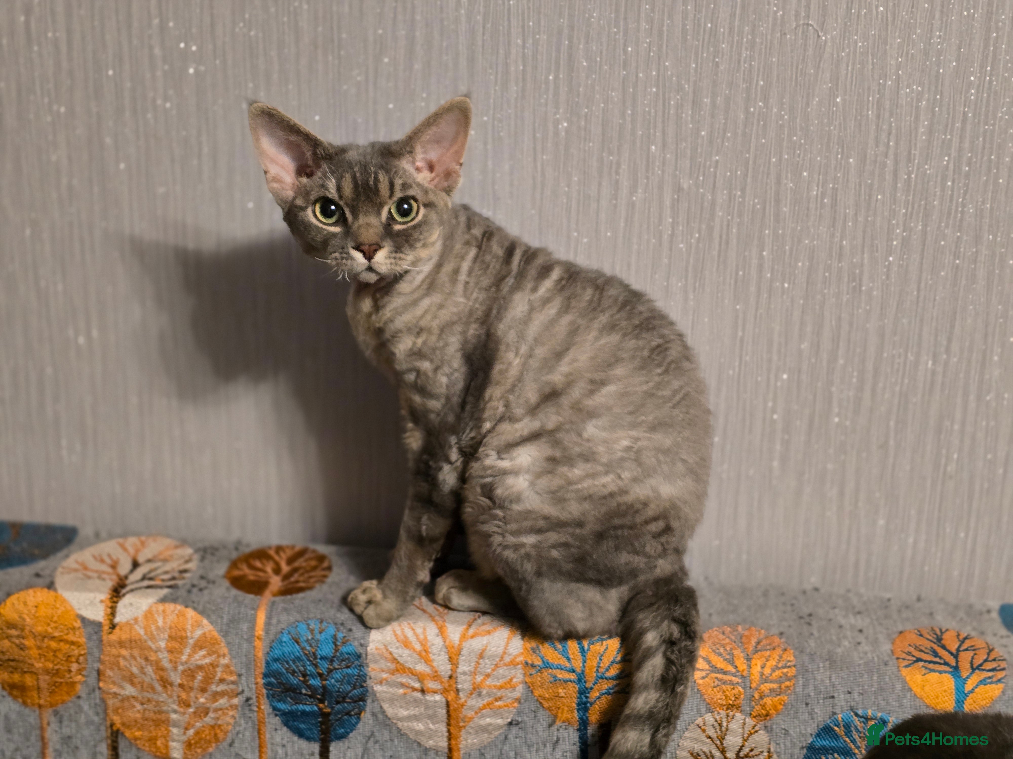 Devon Rex cats Devon Rex available  - Advert 8