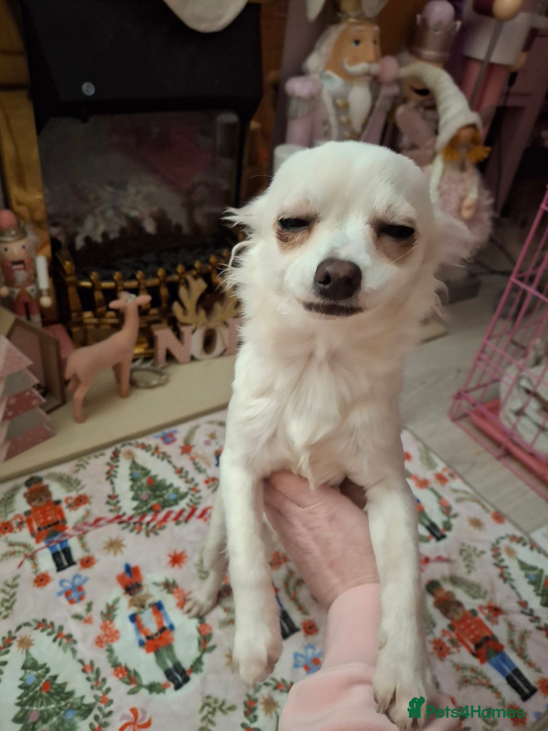 Chihuahua dogs for sale: White long furred male chihuahua - Advert 3