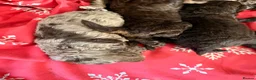 Miniature Poodle dogs for sale: Beautiful choc Merle poodle pups - Advert 5