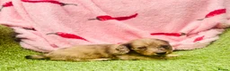 Miniature Dachshund dogs for sale: Long haired miniature dachshund puppies - Advert 24