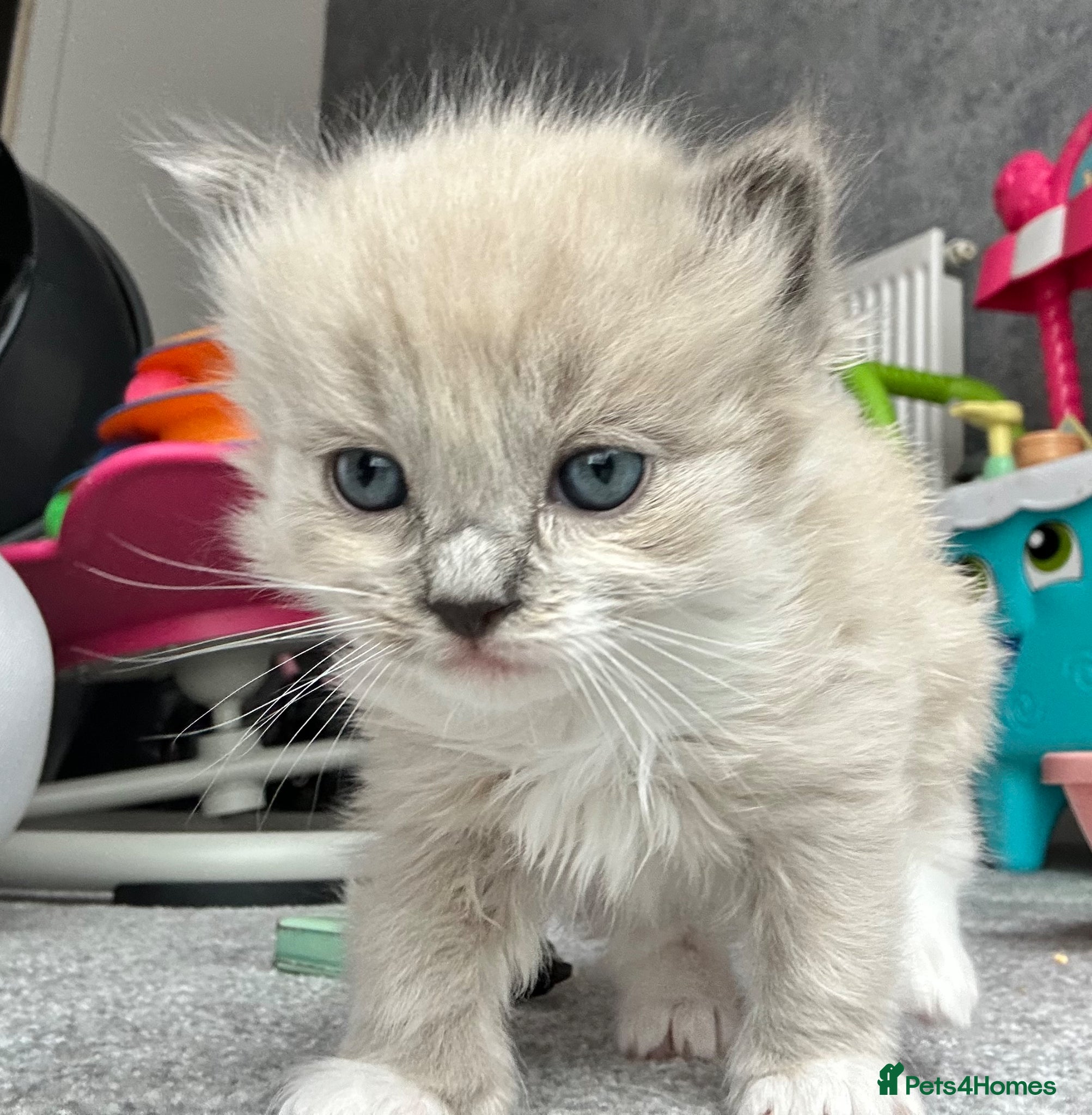 Ragdoll cats Stunning Mitted Ragdolls  - Advert 1