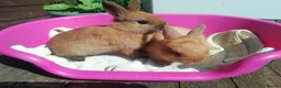 Netherland Dwarf rabbits for sale: Pretty Female and Male Netherland Dwarf Babies - Advert 7