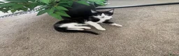 Mixed Breed cats for sale: Black white girl kitten last one available  - Advert 3