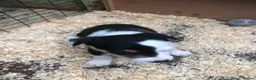 Border Collie dogs for sale: Puppies - Advert 8