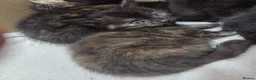 Mixed Breed cats for sale: Kittens - Advert 11
