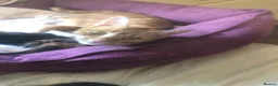 Mixed Breed cats for sale: Kittens - Advert 1
