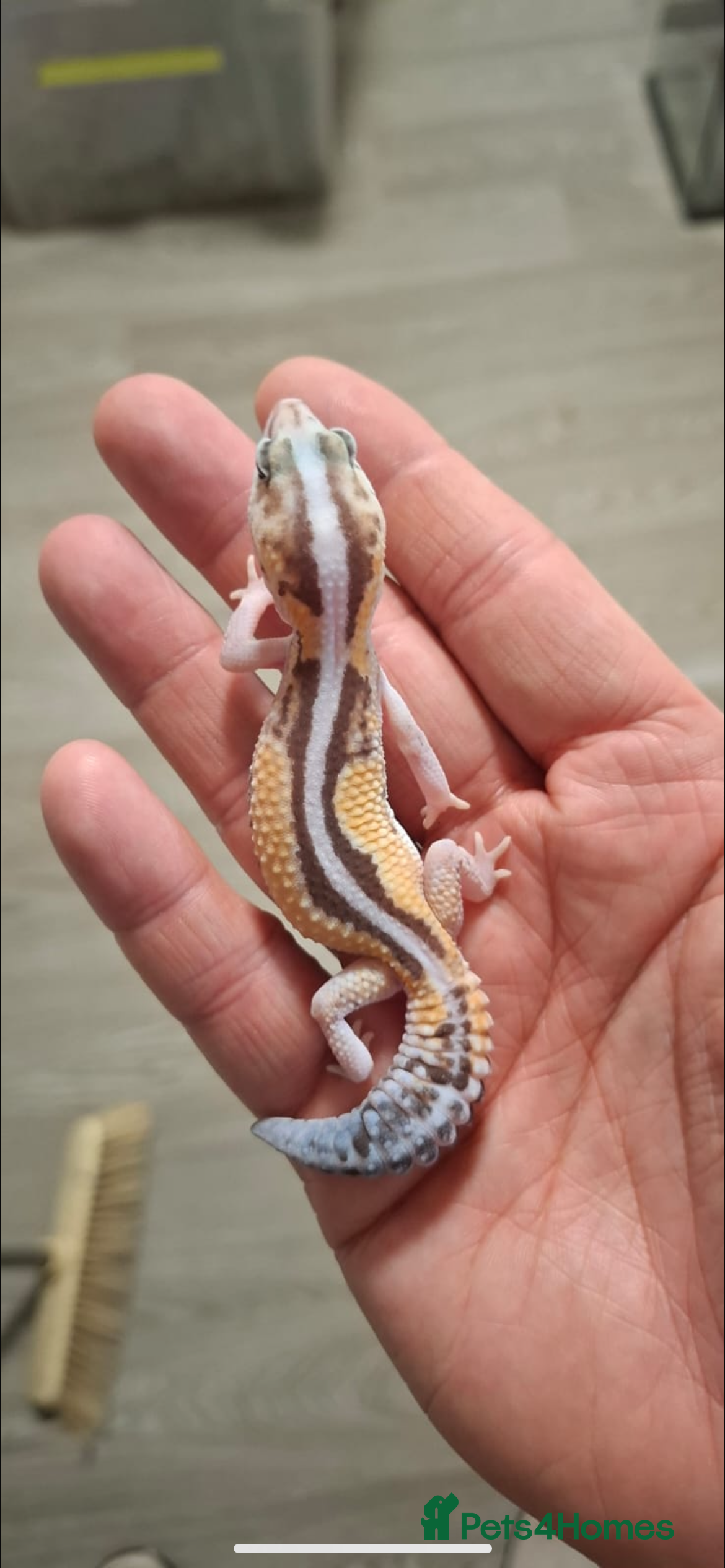 Gecko reptiles African fat tailed gecko - Advert 13