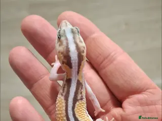 Gecko reptiles African fat tailed gecko - Advert 2