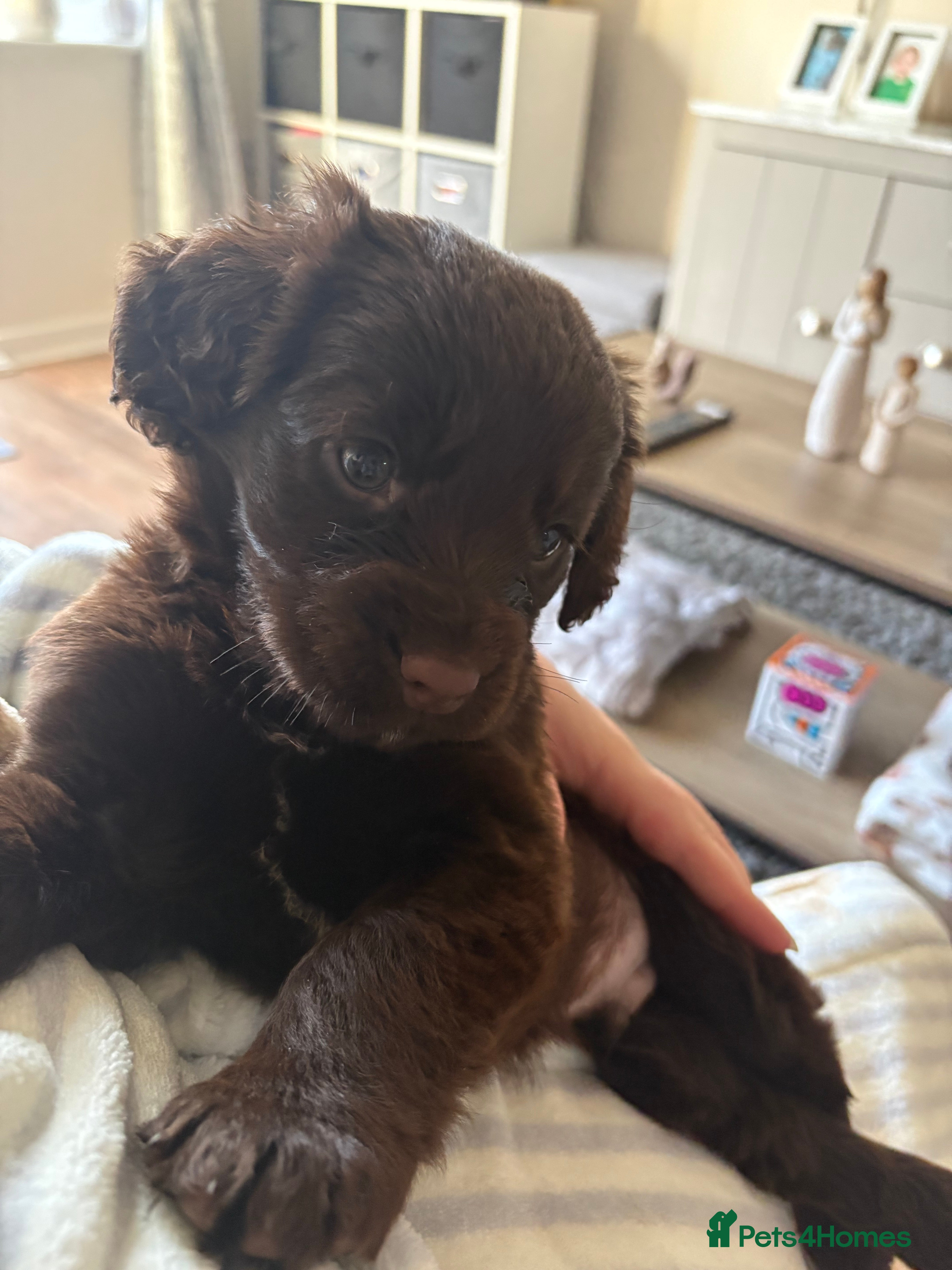 Cocker Spaniel dogs 9 week old cocker spaniel puppy. - Advert 1