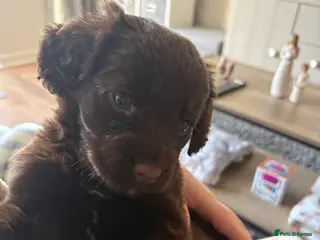 Cocker Spaniel dogs 9 week old cocker spaniel puppy. - Advert 13