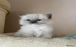 Ragdoll cats for sale: Beautiful Ragdoll Kittens - Image 8