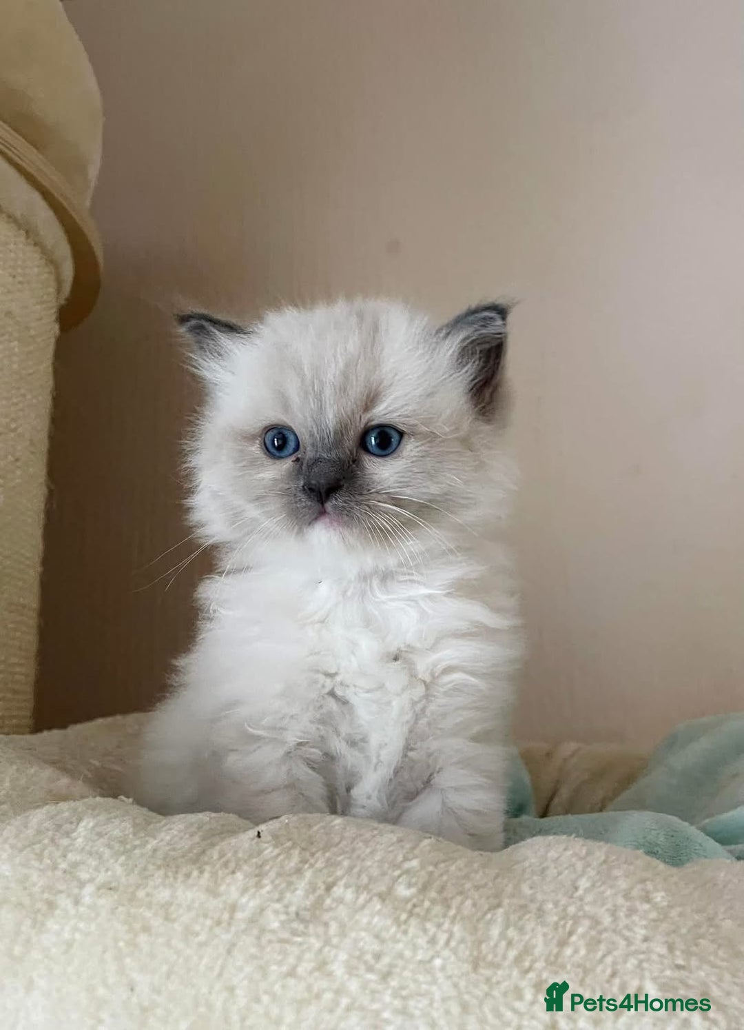 Ragdoll cats for sale: Beautiful Ragdoll Kittens - Image 8
