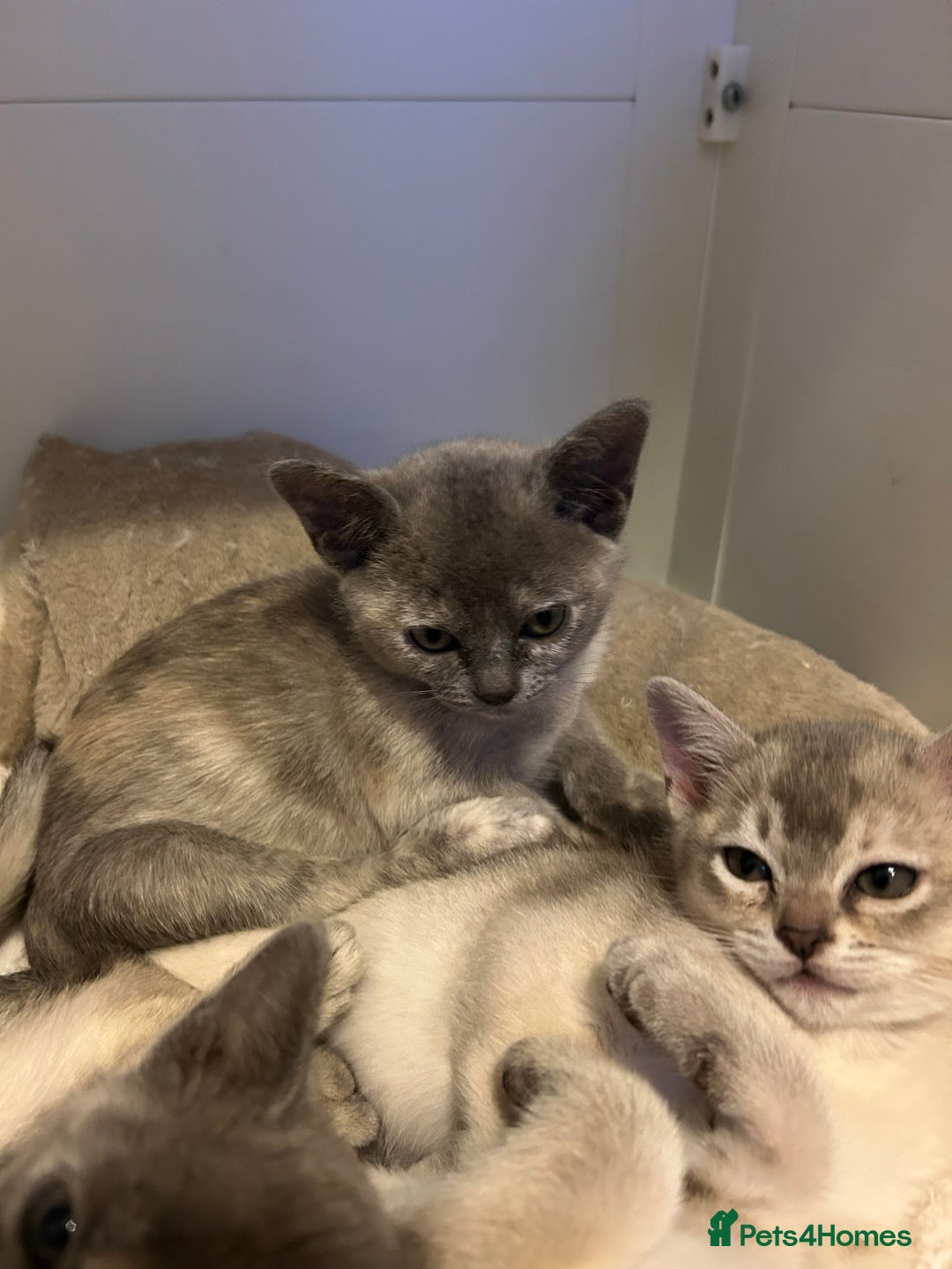 Burmese cats for sale: Stunning Asian Kittens. - Advert 10