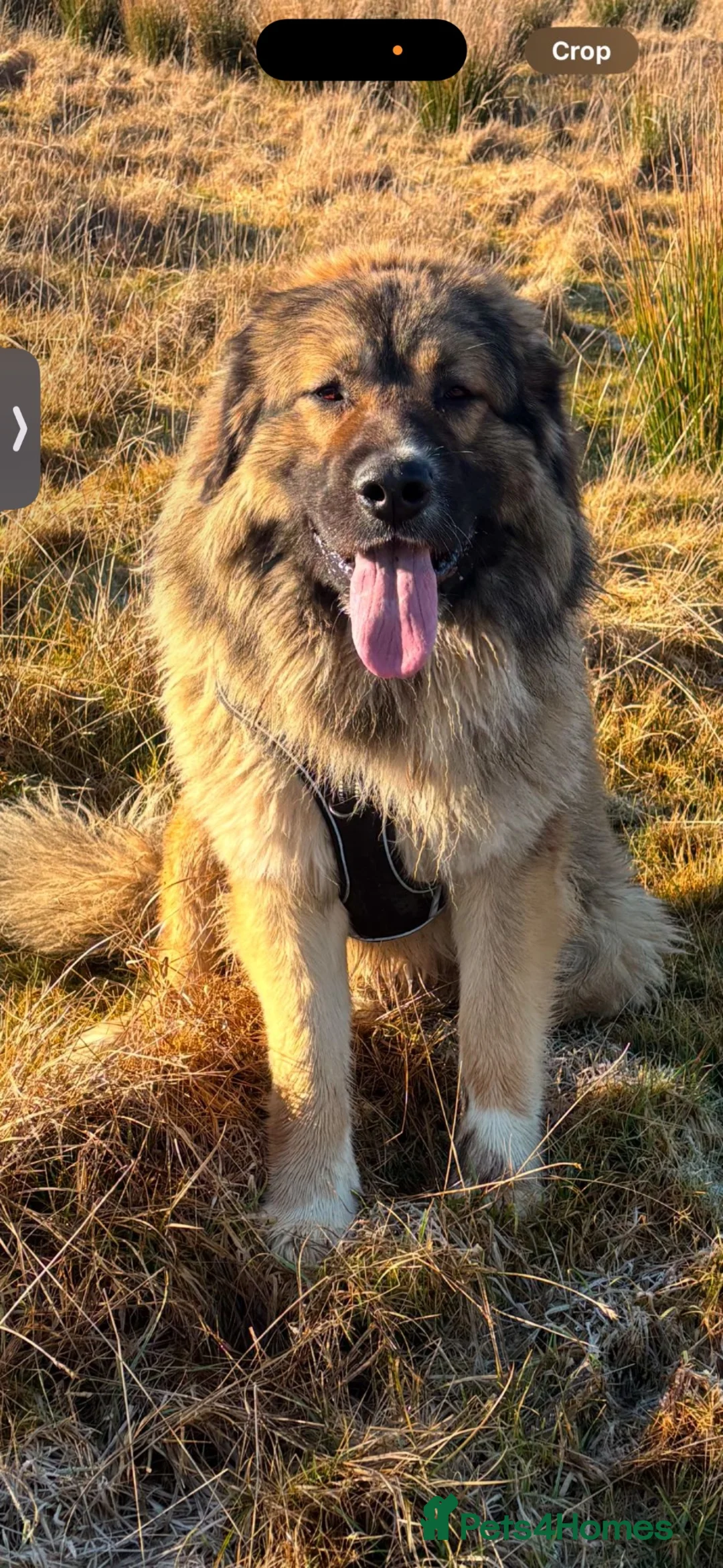 Caucasian Shepherd Dog dogs for sale: Caucasian shepherd pups. Final litter - Advert 2