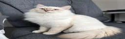 Ragdoll cats for sale: Exceptional rare lilac lynx Ragdoll in Stockport - Advert 1