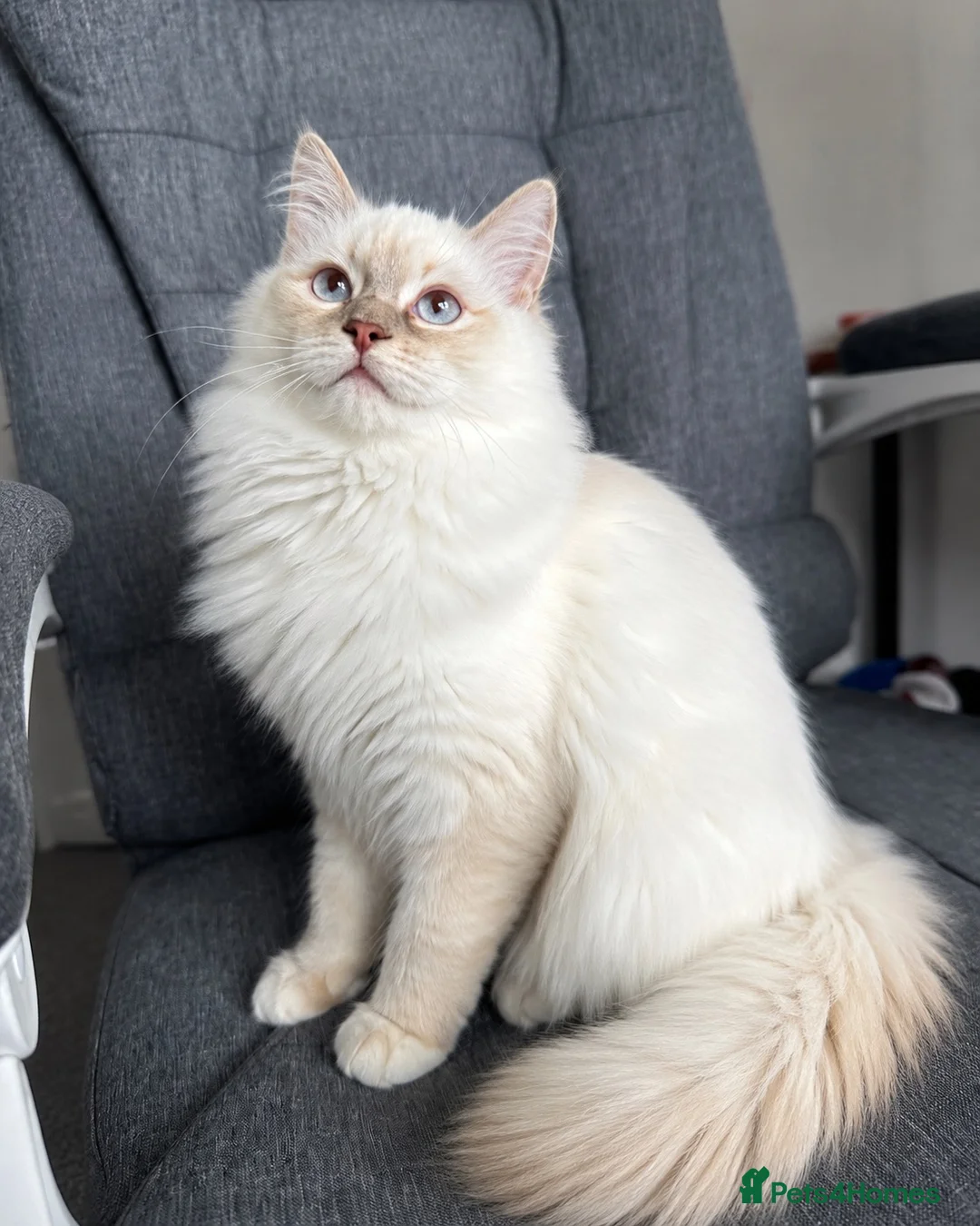 Ragdoll cats for sale: Exceptional rare lilac lynx Ragdoll in Stockport - Advert 1