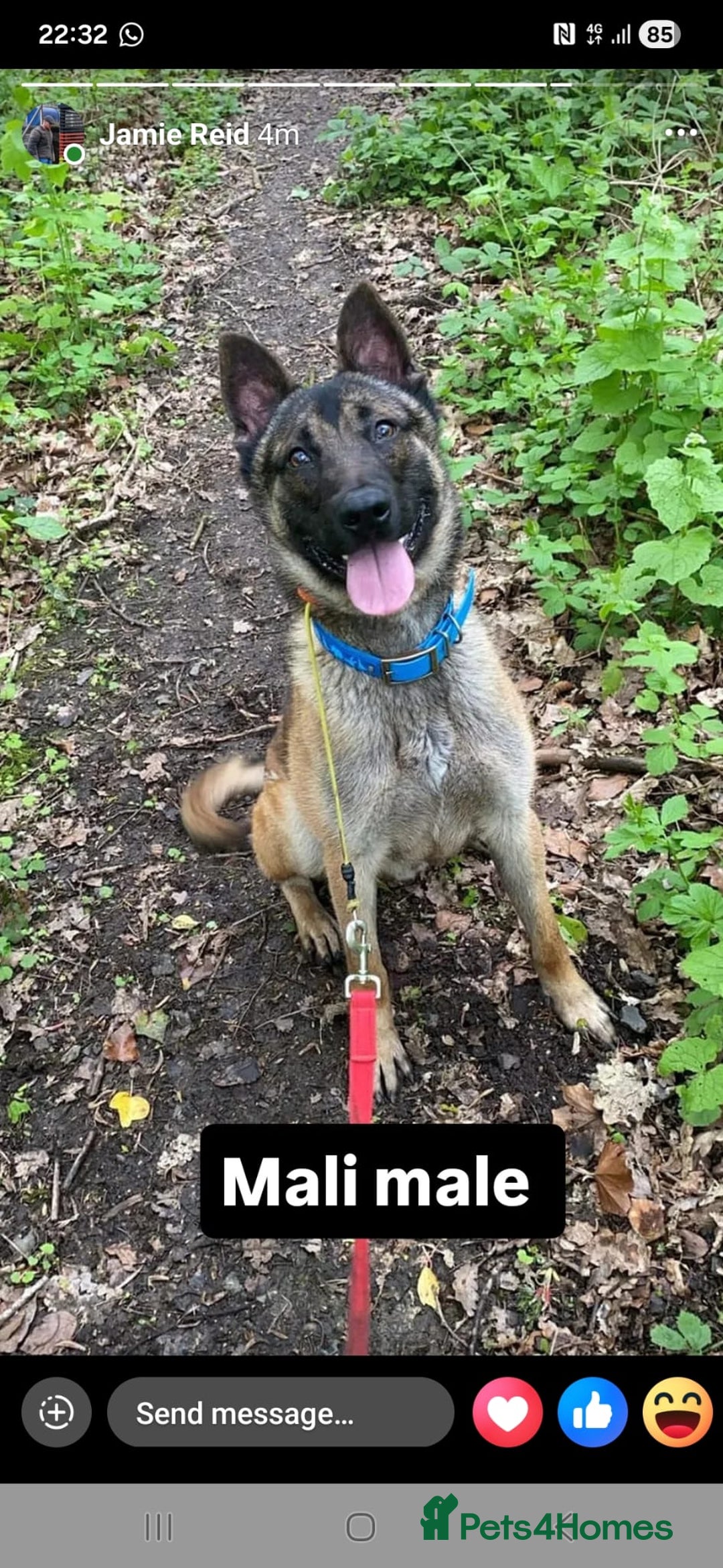 Belgian Shepherd Dog dogs for sale: Major - Advert 2