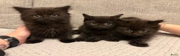 Mixed Breed cats for sale: Adorable Black Kittens - Advert 2