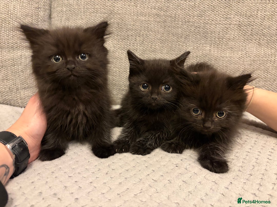 Mixed Breed cats for sale: Adorable Black Kittens - Advert 2