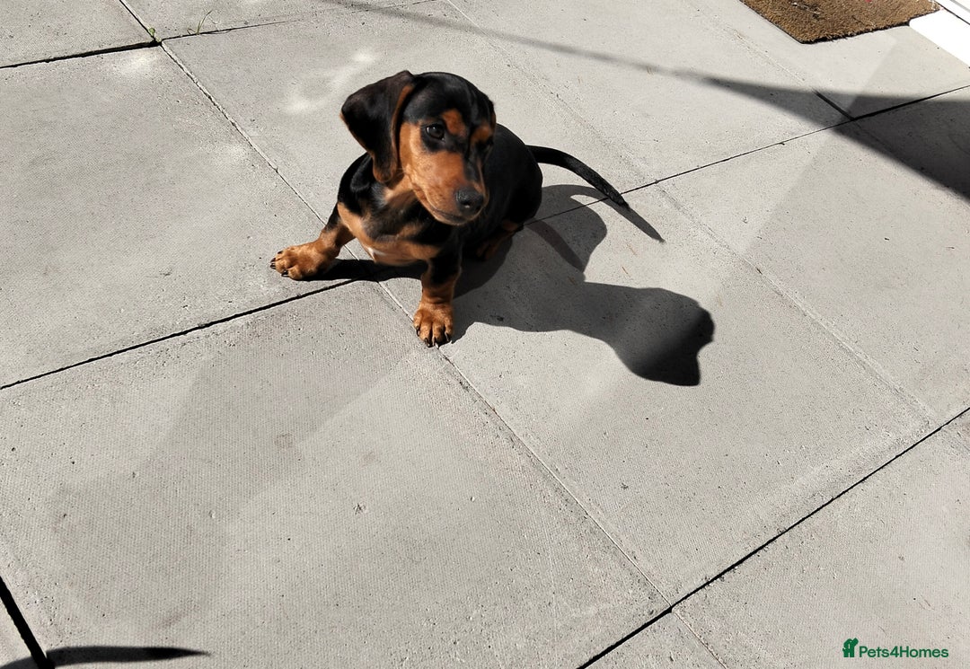 Miniature Dachshund dogs for sale: 2 beautiful dachshunds left  - Image 11