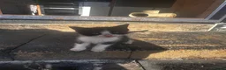 Ragdoll cats for sale: Ragdoll x with village tom - Advert 12