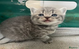 Scottish Fold cats for sale: Pedigree Scottish fold kittens for sale - Image 5