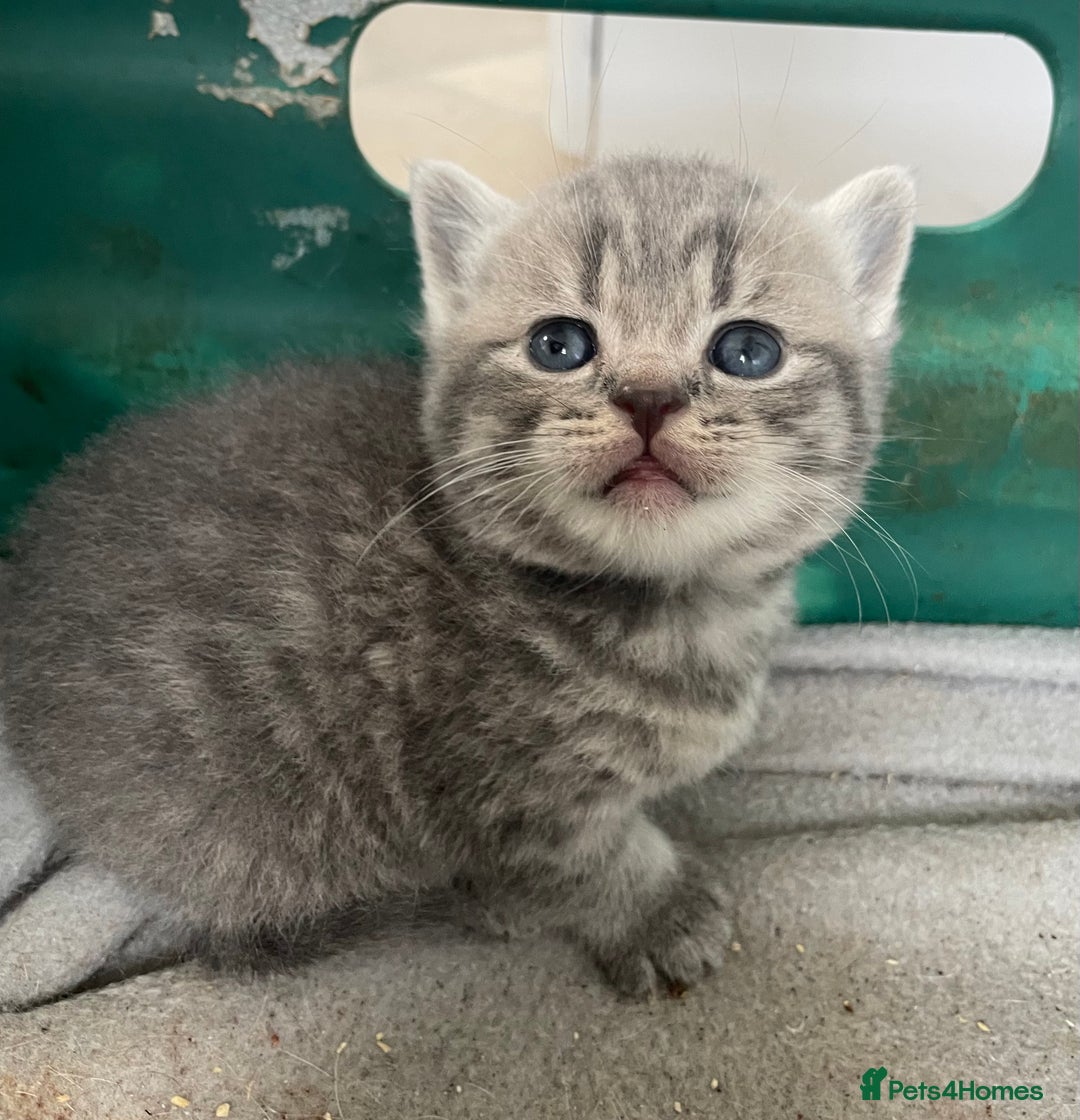 Scottish Fold cats for sale: Pedigree Scottish fold kittens for sale - Image 5