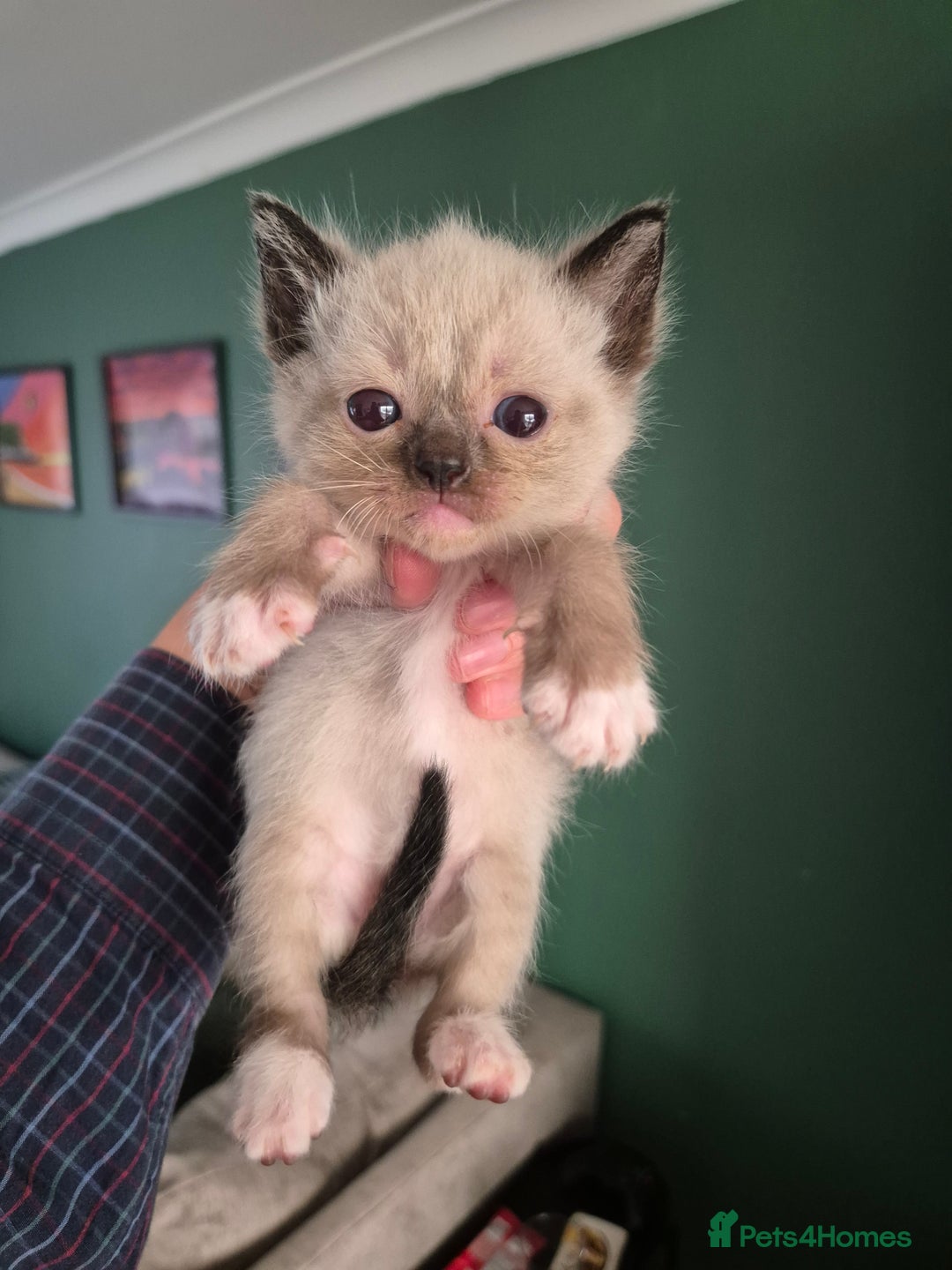 Ragdoll cats for sale: Ragdoll Kittens Gateshead - Image 12