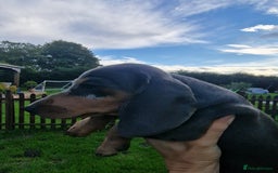 Dachshund dogs for sale: Standard Dachshund Show-quality Puppies - Image 7