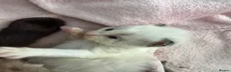 Ragdoll cats for sale: Ragdoll kittens  - Advert 7