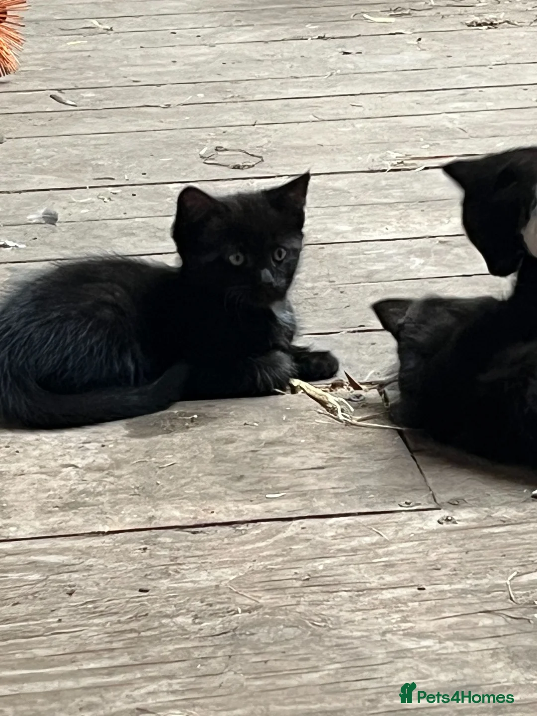 Mixed Breed cats for sale: Farm kittens looking for their forever home. in Wrexham - Advert 2