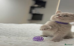 Scottish Fold cats for sale: Scottish straight - Image 4