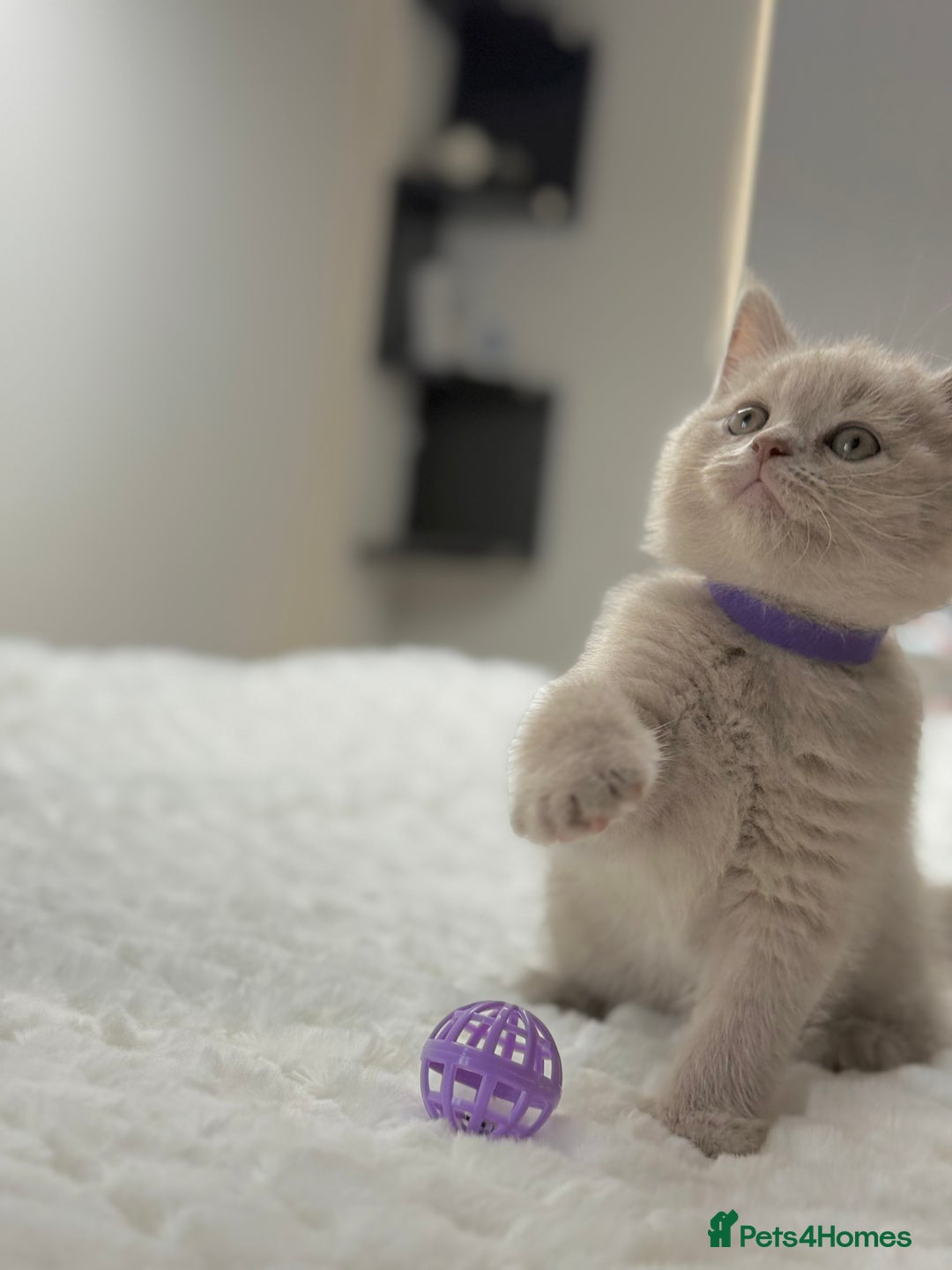 Scottish Fold cats for sale: Scottish straight - Image 4