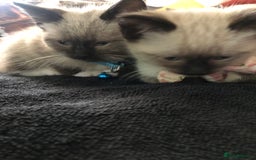 Ragdoll cats for sale: Ragdoll kittens  - Advert 36