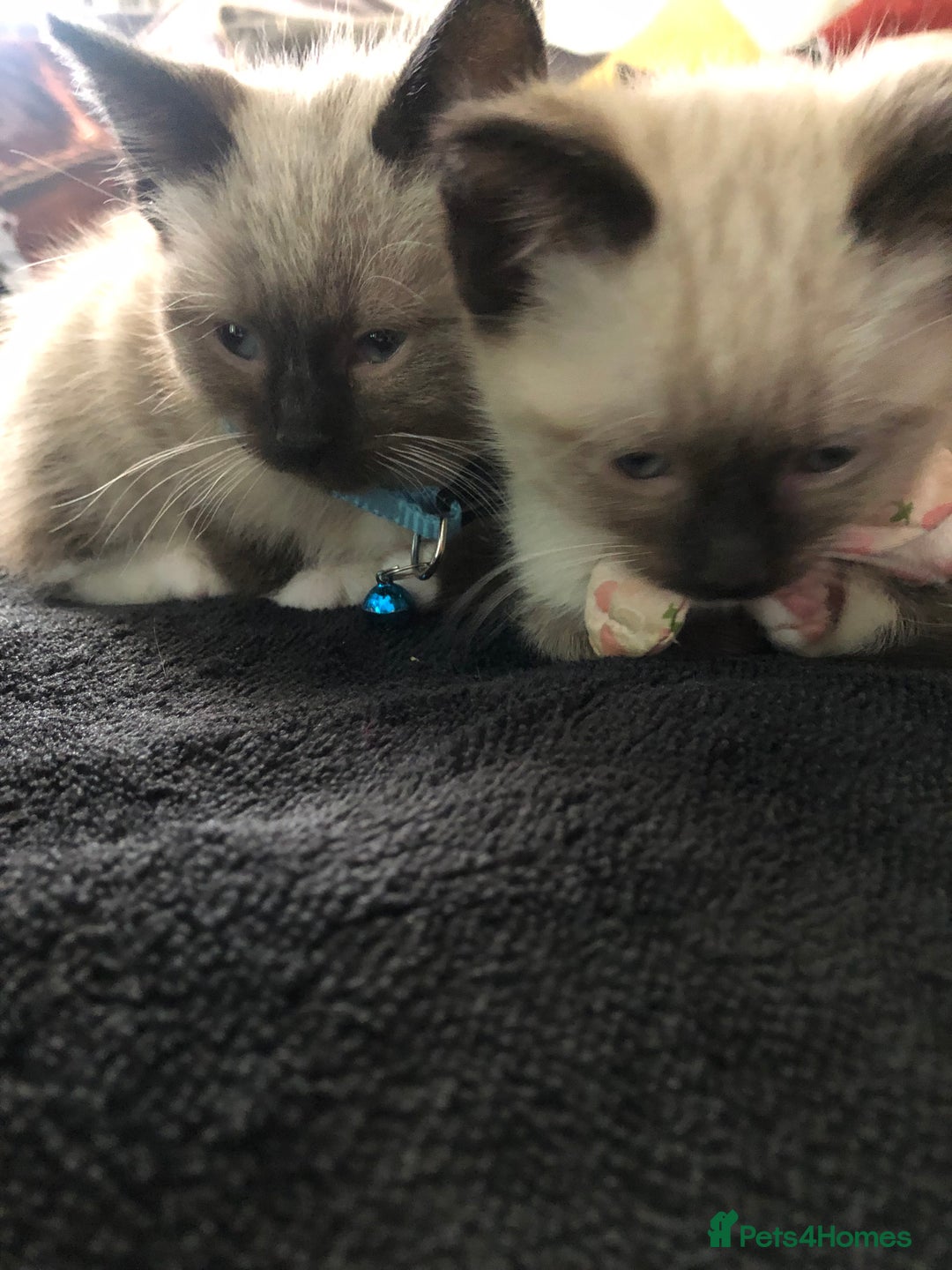 Ragdoll cats for sale: Ragdoll kittens  - Advert 36