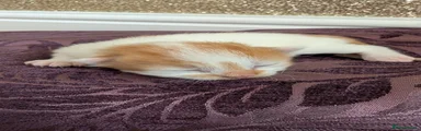 SELLING LESS THAN ASKING PRICE - Darker Brown Kitten 