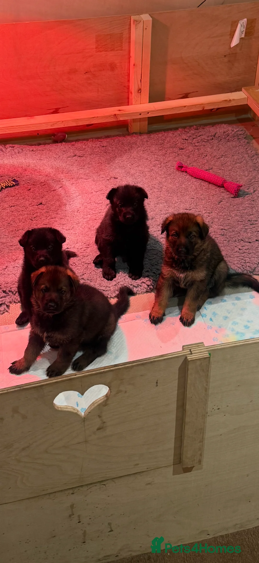 German Shepherd dogs for sale: Pedigree, Czech Line, Straight Back puppies - Advert 19