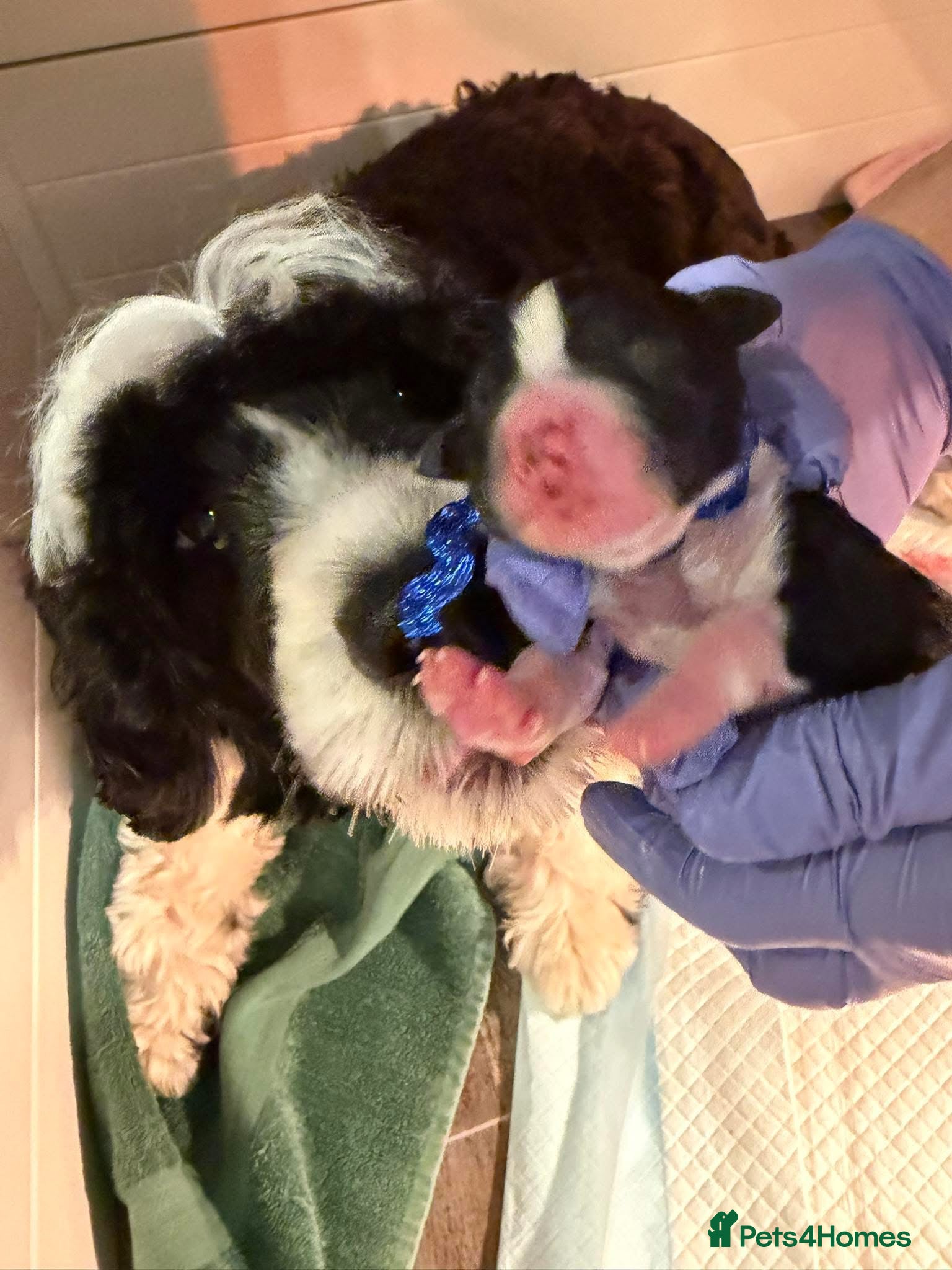 Portuguese Water Dog dogs 3 pups remaining * beautiful litter PWD PUPPIES 🤩 - Advert 1