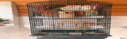 Lovebirds birds for sale: * Male & Female Lovebirds + Full Setup in Bradford - Advert 4