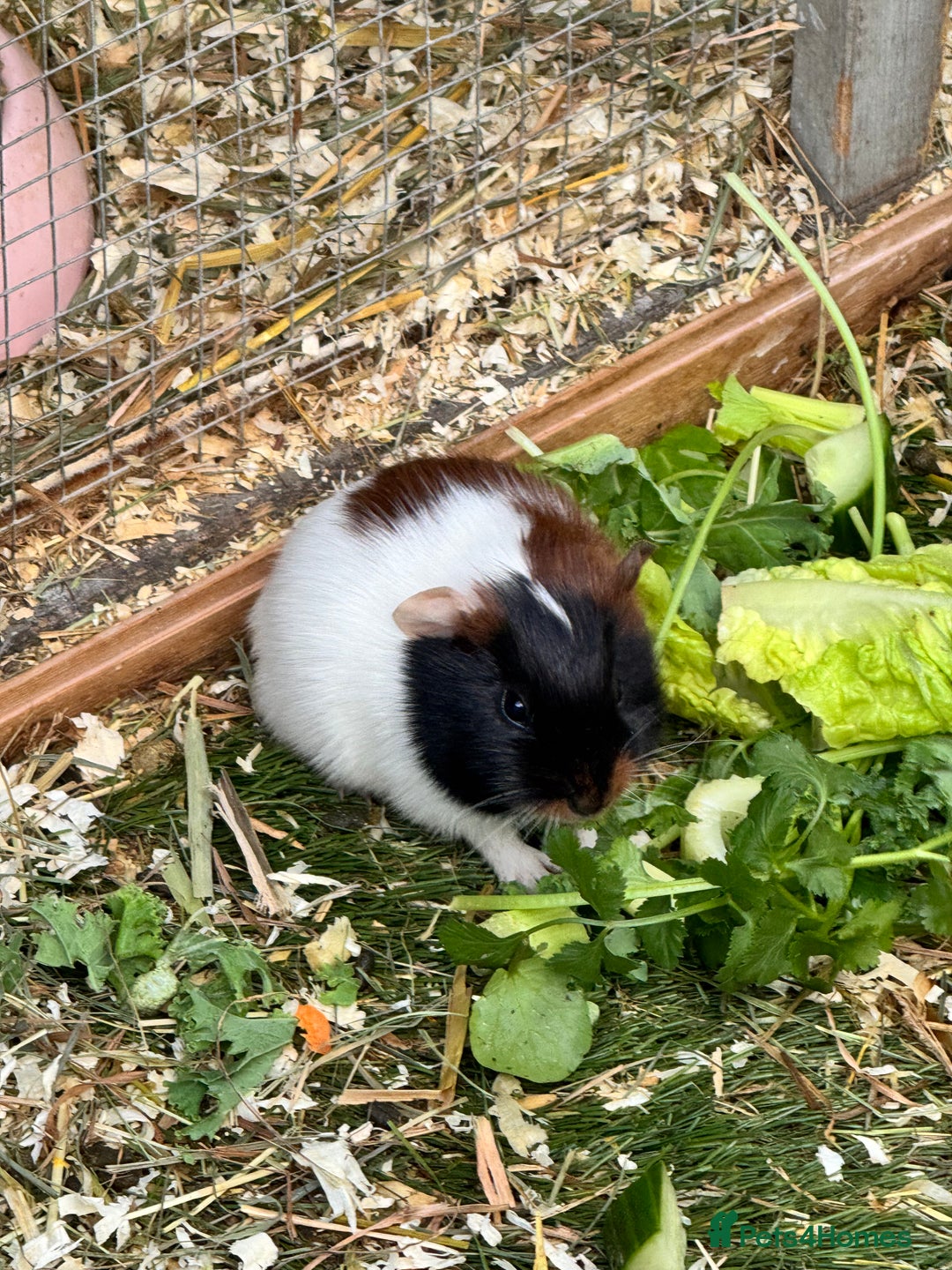 Guinea Pig rodents for sale: 3 Gorgeous Male Baby Guinea Pigs - Image 3