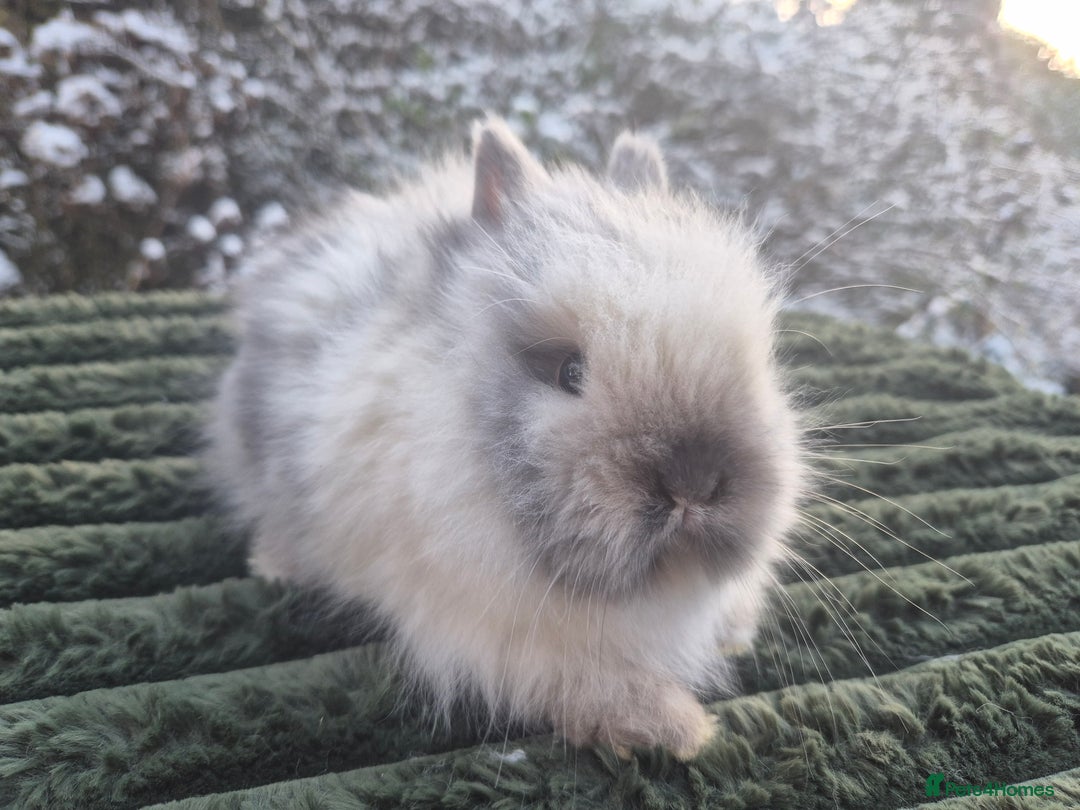 Angora rabbits for sale: 💖💙Ready in 2 weeks- Blue harli teddydwerg💙💖 - Advert 19