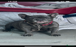 French Bulldog dogs for sale: 2 chunky well breed French bull dog pups  - Image 8